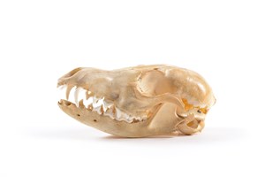 Image description is not available for 1997.1.26